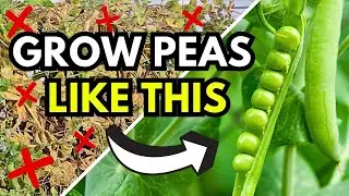My Secrets to Big Harvests of Sweet Green Peas