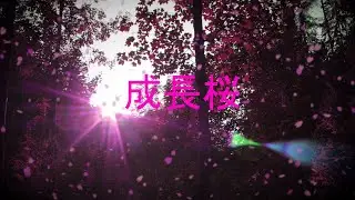 成長桜 - フィルガク (ft. Azia)