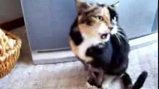 Dads Cat