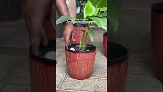 #indoorplants #indoorpots #indoorgardening #joysgarden #mannuthy #landscapingplants #shorts #trends