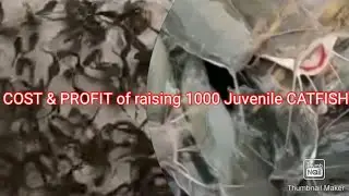 Cost and profit of raising 1000 juvenile CATFISH