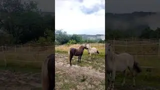 Die s&uuml;&szlig;en Power Pony Hengste #pferde #pony