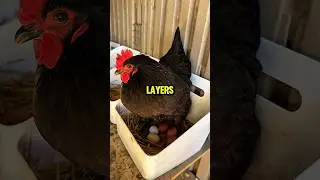 Top egg layer Chicken Black Australorp #BackyardChickens #FarmFreshEggs #OrganicChickens