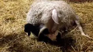 Pygora goat, Infinity, with her baby and second one on the way