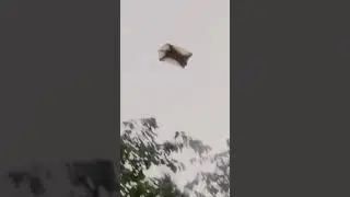 The Philippine Flying #Lemur