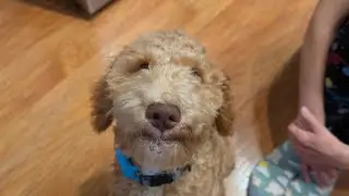 5 Easy Steps to perfectly clean Puppy!