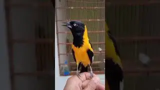 Turpial Ave Nacional De Venezuela 🇻🇪 🐦#turpial #turpialvenezolano #avenacionaldevenezuela #bird