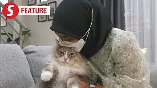 Devoted cat sitter forgoes Hari Raya celebrations to care for feline clients