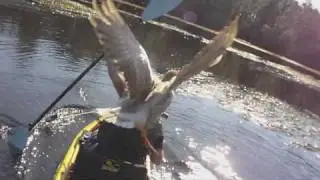 Goose Attacks Pro Kayak Angler Drew Gregory