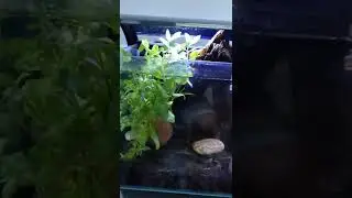 tetra silhoutte 12l , Betta setup