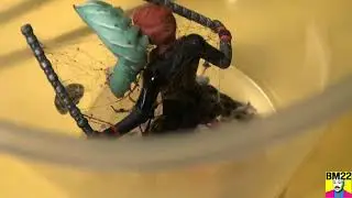 Black Widow Spider Habitat Transfer For Cleaning