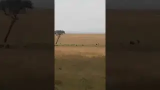 wild animals race @ see animals also followed in the line..🦌🦓🐻