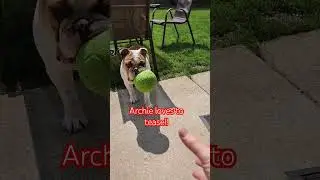Archie teasing! #bulldog #dog #englishbulldog #bulldogpuppy
