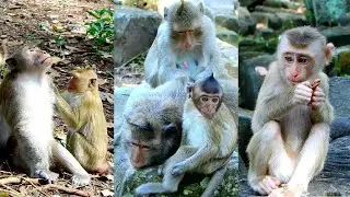 Best action of adorable baby monkey requests milk from Ellen very brave.