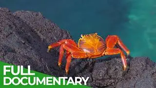 Ecuador&rsquo;s Wild Side: Exceptional Amazon Wildlife | Free Documentary Nature
