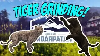 Grinding for A Super RARE TIGER LIVE! Call Of The Wild