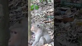 Monkey Daily Activity Around Angkor Wat Temple - Temple Daily Monkey