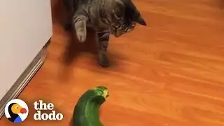 Cats Are The Weirdest  | The Dodo