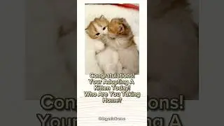 #personalitytest #youtubeshorts #Kitten #aesthetic #foryou #fypシ #kitty #adoptme #cute #pets