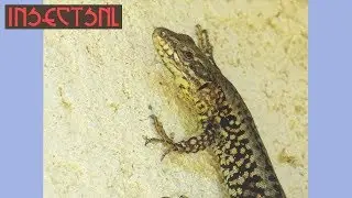 De muurhagedis - informatievideo vanuit Zuid-Frankrijk