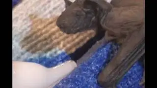 Baby Bat Hand-rearing Insectivorous Bat