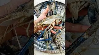 🦞 Lobster Tail Cooking Recipe 🤤 #shorts #food #lobster #recipe #ジブリ