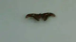 GROSSY FAT MOTH!!! xO