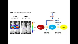 論文紹介 iScience 2021