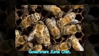 PUERTO RICO'S HURRICANE DESTRUCTION MAY HAVE DOOMED THE WORLD'S HONEYBEES