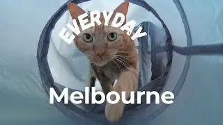 Everyday Melbourne | Coffee &bull; Shopping &bull; Cats &bull; Dog walks &bull; Just everyday life #멜버른 #강아지