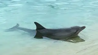 Exploring Sea World Gold Coast