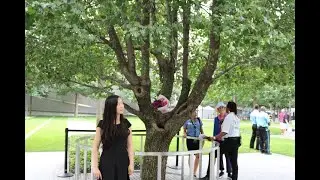 Watch Bologna Italy 9/11 Survivor Tree  (9/11/2020) *with English Translations