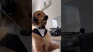 My dog got a new job!