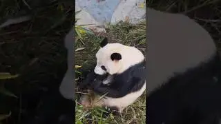 Los pandas de China