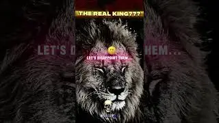 Lion vs Tiger - Who is the Real King?