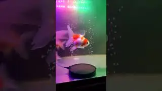#fish #aquarium #aquariumfish #shorts #goldfish #oranda #ranchu #fancygoldfish