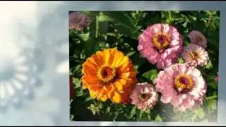 Send Flowers Online Flora2000 International Flower Delivery Sending Fresh Flowers