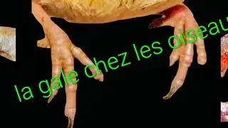 Prise en charge pratique de la gale chez les oiseaux/Dr Reda Numedia