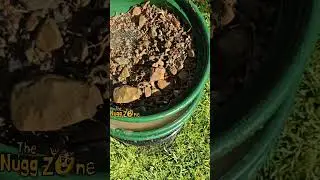 Finding Gold Flakes in my Backyard! #gold #mining
