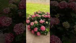 Ortensie da giardino 🏡🏡🏡