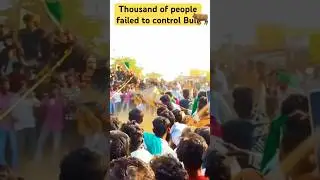 Wild Bull Vs Thousands of people ||festival of jallikattu