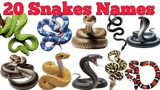 Learn 20 Snakes Names In English & Hindi With Fun Facts | Fun Learning For Children
