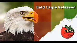 28-Year-Old Bald Eagle Release
