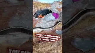 Garter Snakes Are Awesome!!  #shorts #snake #gartersnake