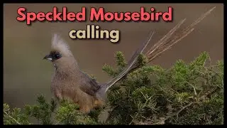 Speckled Mousebird calling