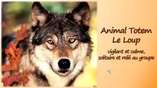 Le Loup, l'instant présent