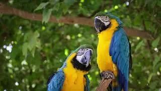 Cat TV for Cats 🐱🐦 Calm Birds Watching & Soft Nature Sounds