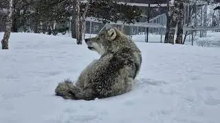 Wolves howling 🥰🐺