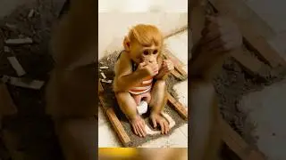 US Monkey go to the toilet 🇺🇸  #monkey #funny #china #usa #animals #toilethumor #toilet