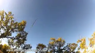 Grive mauvis, chasse &agrave; la glu